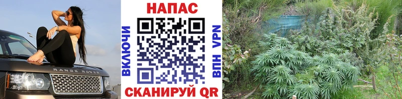 Бошки марихуана THC 21% Купить Спас-Деменск